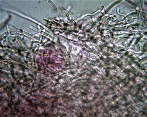 Daedaleopsis tricolor o septentrionalis? (Lenzites betulina)